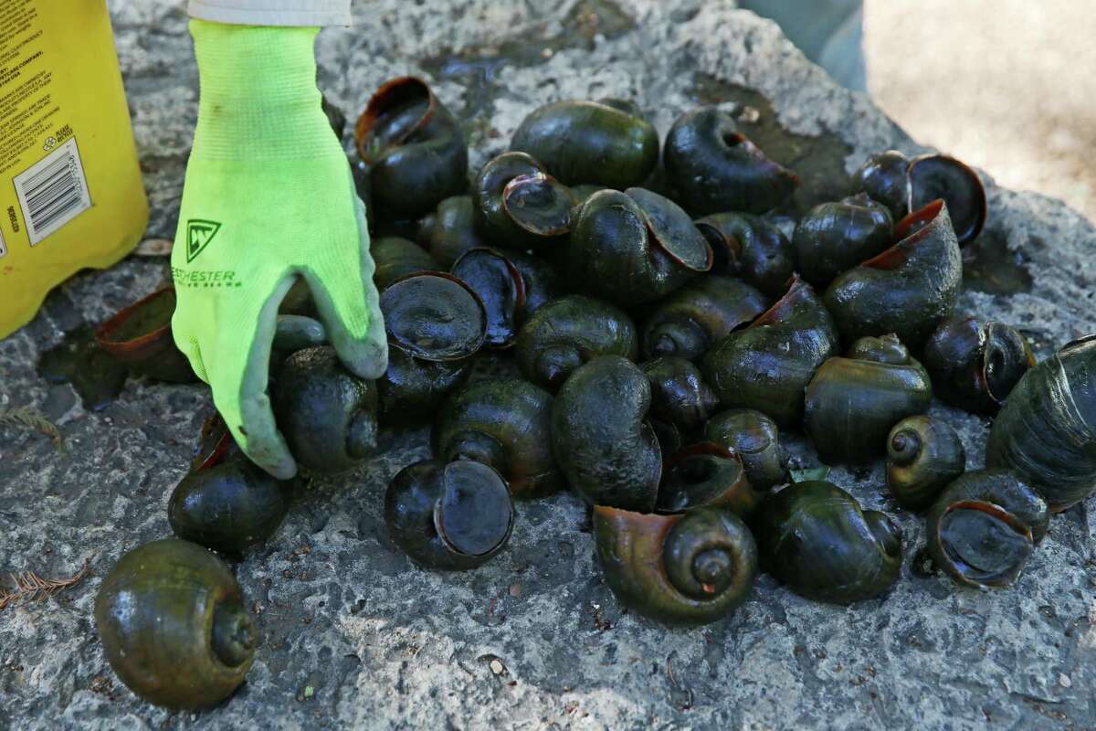‘Warriors’ target invasive apple snails in San Antonio River