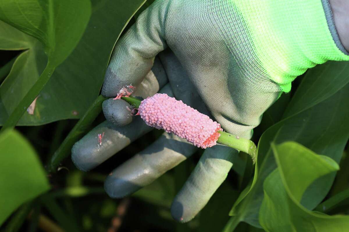 ‘Warriors’ target invasive apple snails in San Antonio River