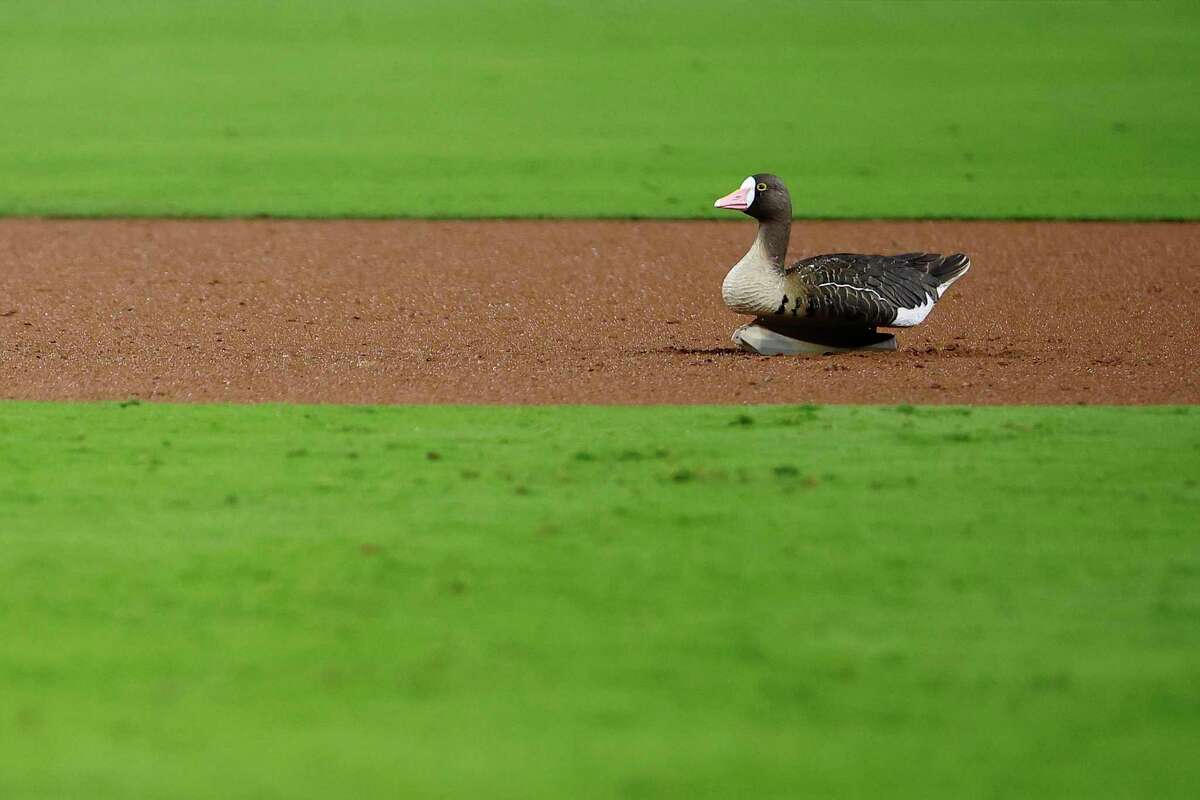 A goose on the field has brought the San Diego Padres some luck. A reader thinks maybe this would help the Spurs.