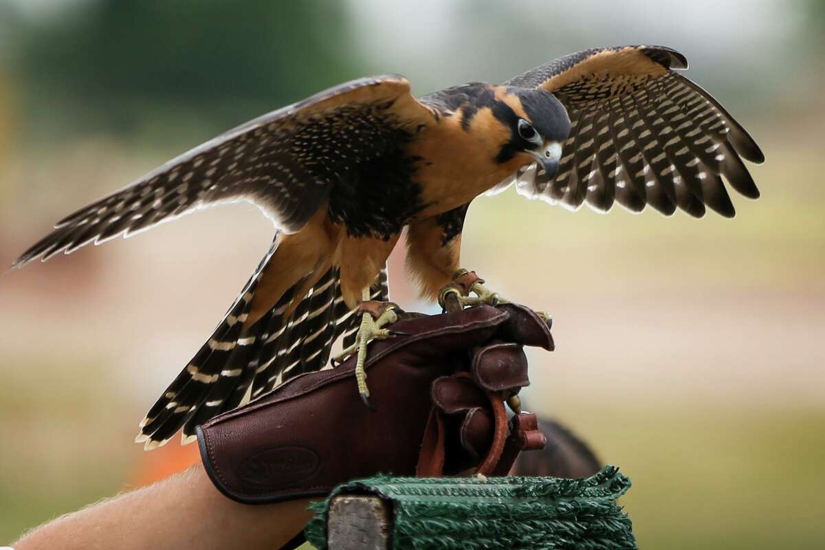 Entertainment calendar Nature Fest returns to Bridgeland on Oct. 29