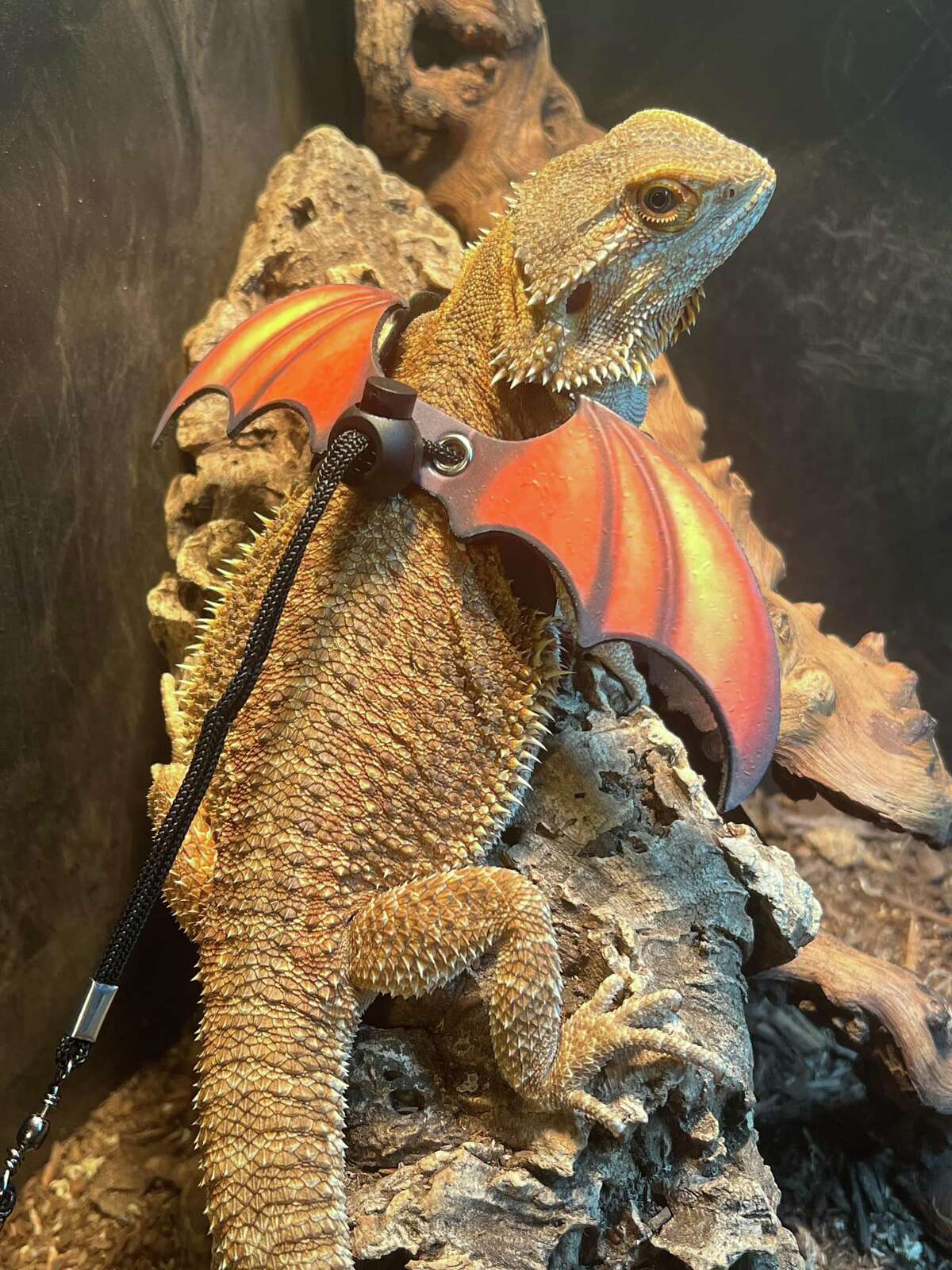 Bearded dragon Hestia may not be a "real" dragon but she dresses the part for Pearland's Animal Services Halloween costume contest.