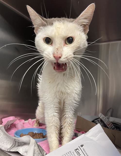 Crotchedy kitty at Animal Care Services is actually cat's meow