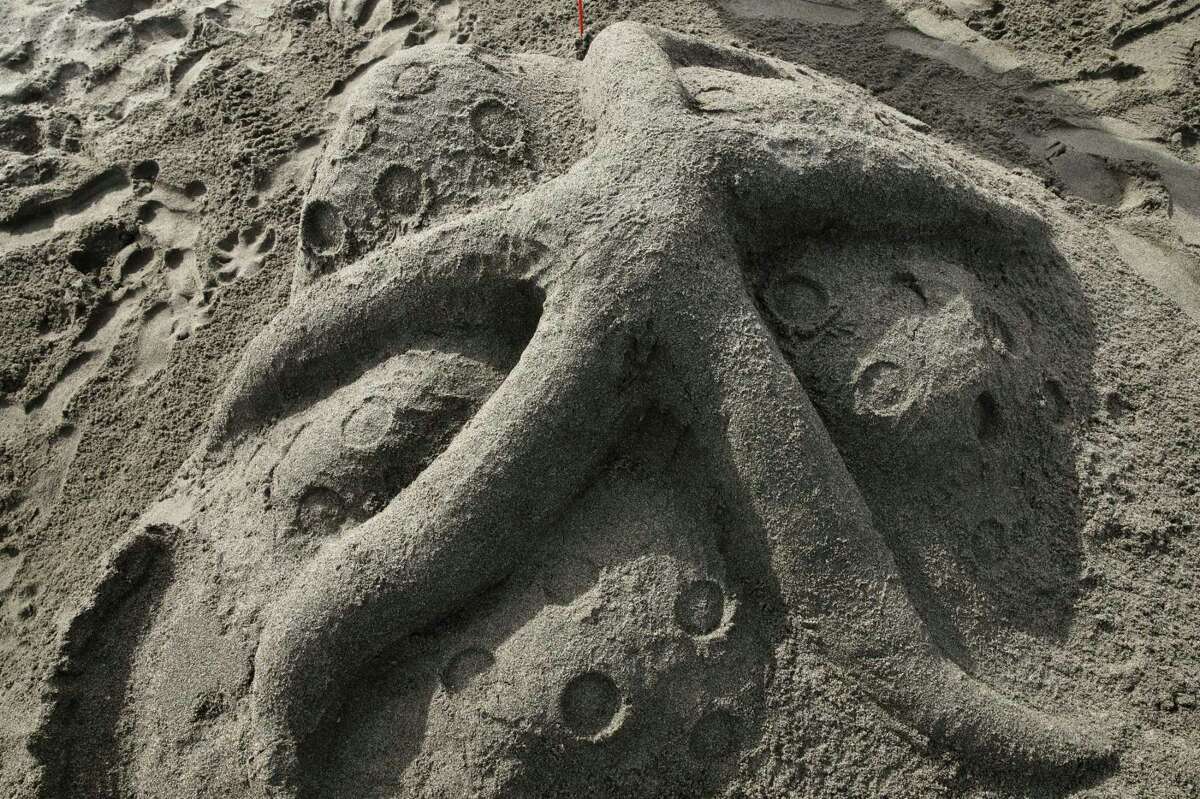 A starfish sculpted by Team Shore Thing during the Sancastle competition.