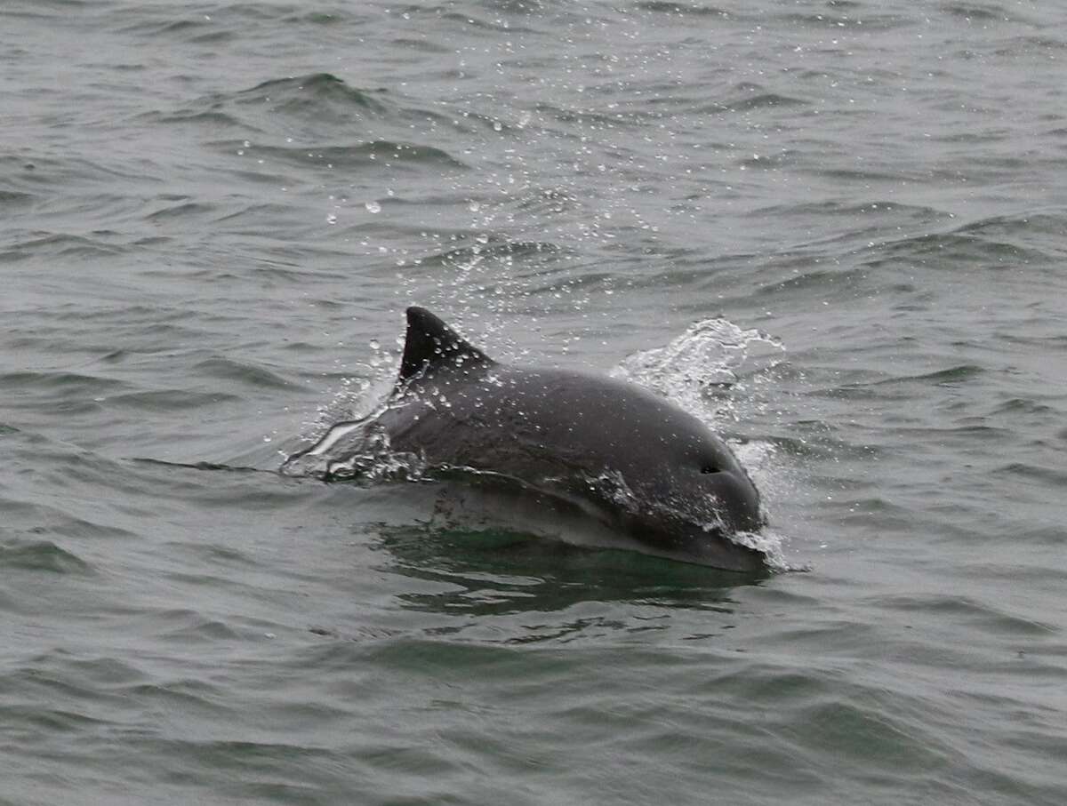 Harbor porpoise sighting reported in San Joaquin River