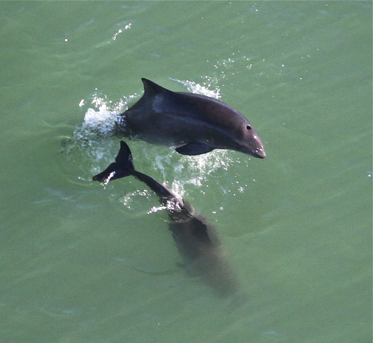 Two harbor porpoises are pictured below the Golden Gate Bridge on December 27, 2012. 