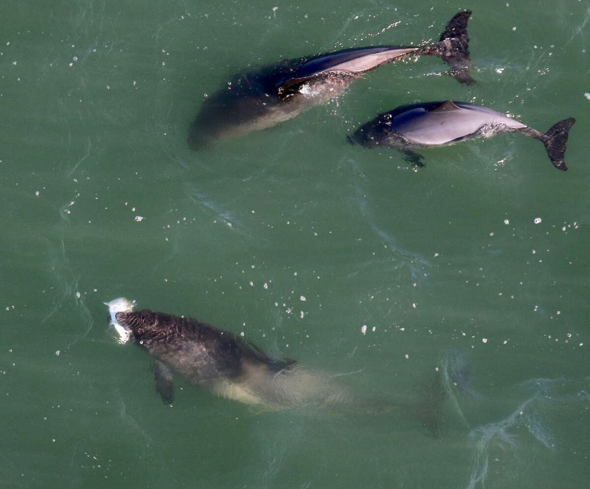 Verschillende bruinvissen zijn afgebeeld foerageren in de buurt van de monding van de Baai van San Francisco.