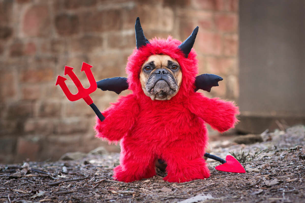 10 Halloween pet costume ideas for your furry friend 