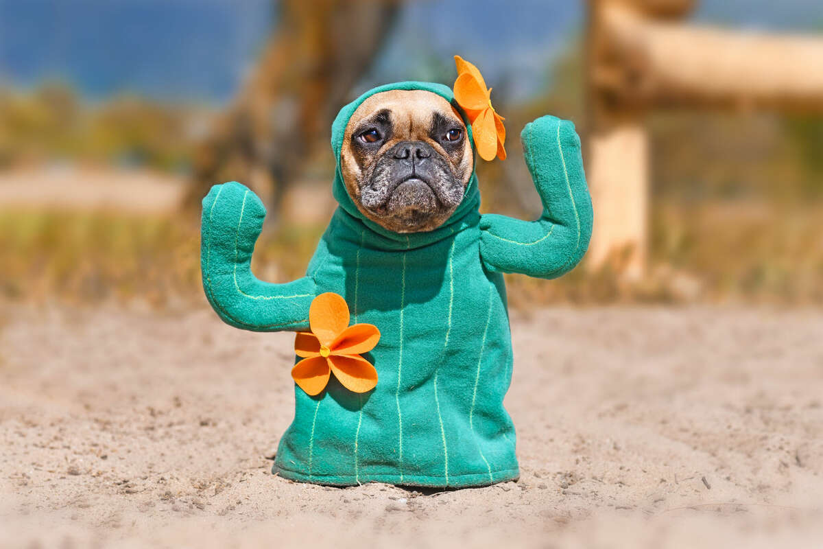 Pet costumes for Halloween: Taco, cactus, princess and more