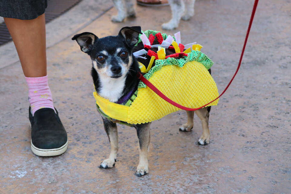 Pet costumes for Halloween Taco cactus princess and more