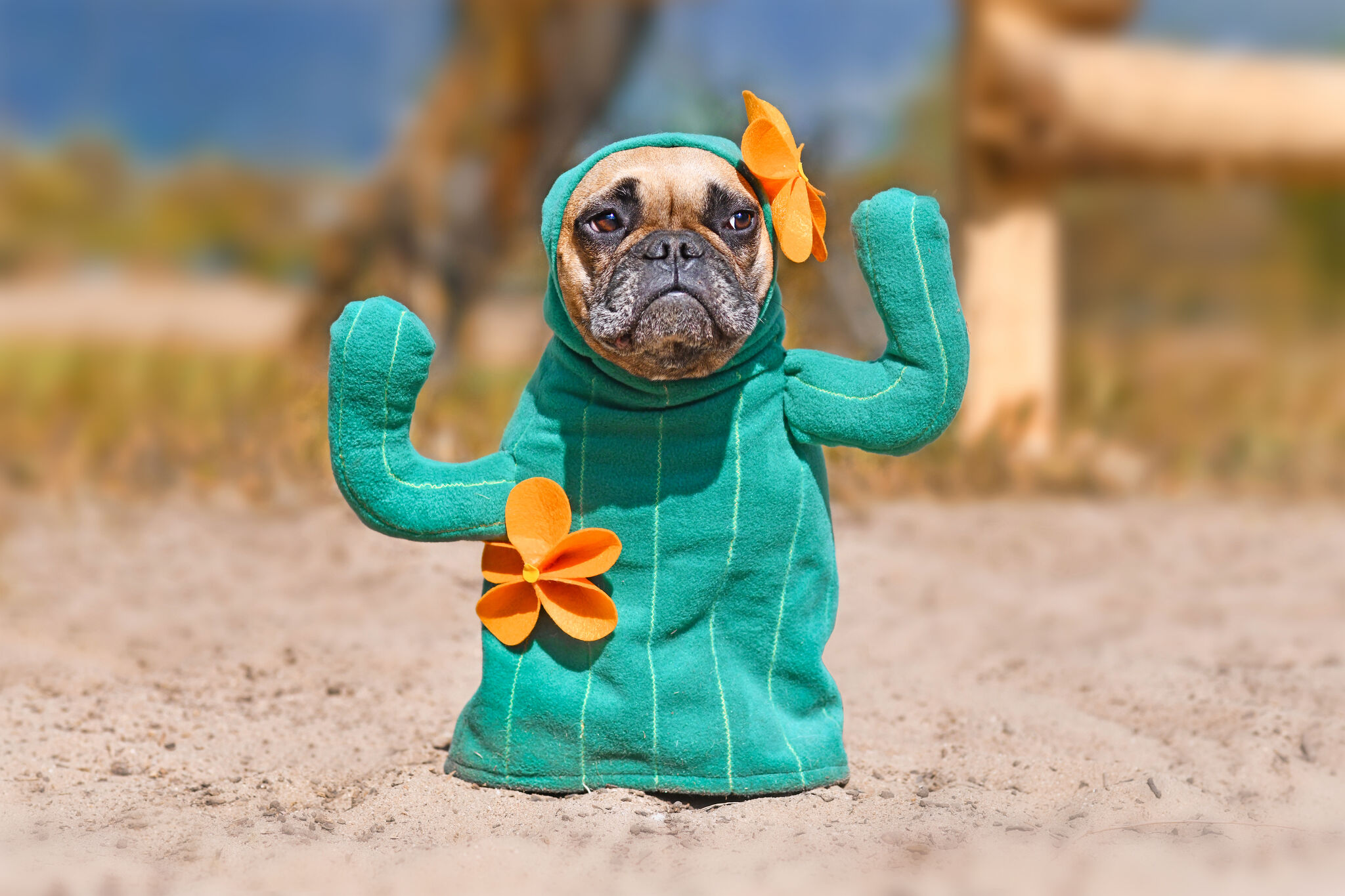 Taco Pet Costume