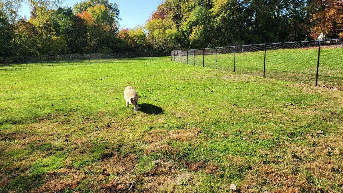 Temporary dog park opens in West Hartford