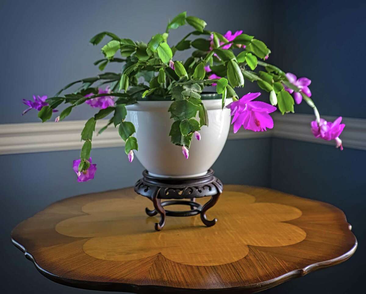 How to Care for a Christmas Cactus: Despite its name, the Christmas cactus is not your average cactus and requires a totally different level of care.