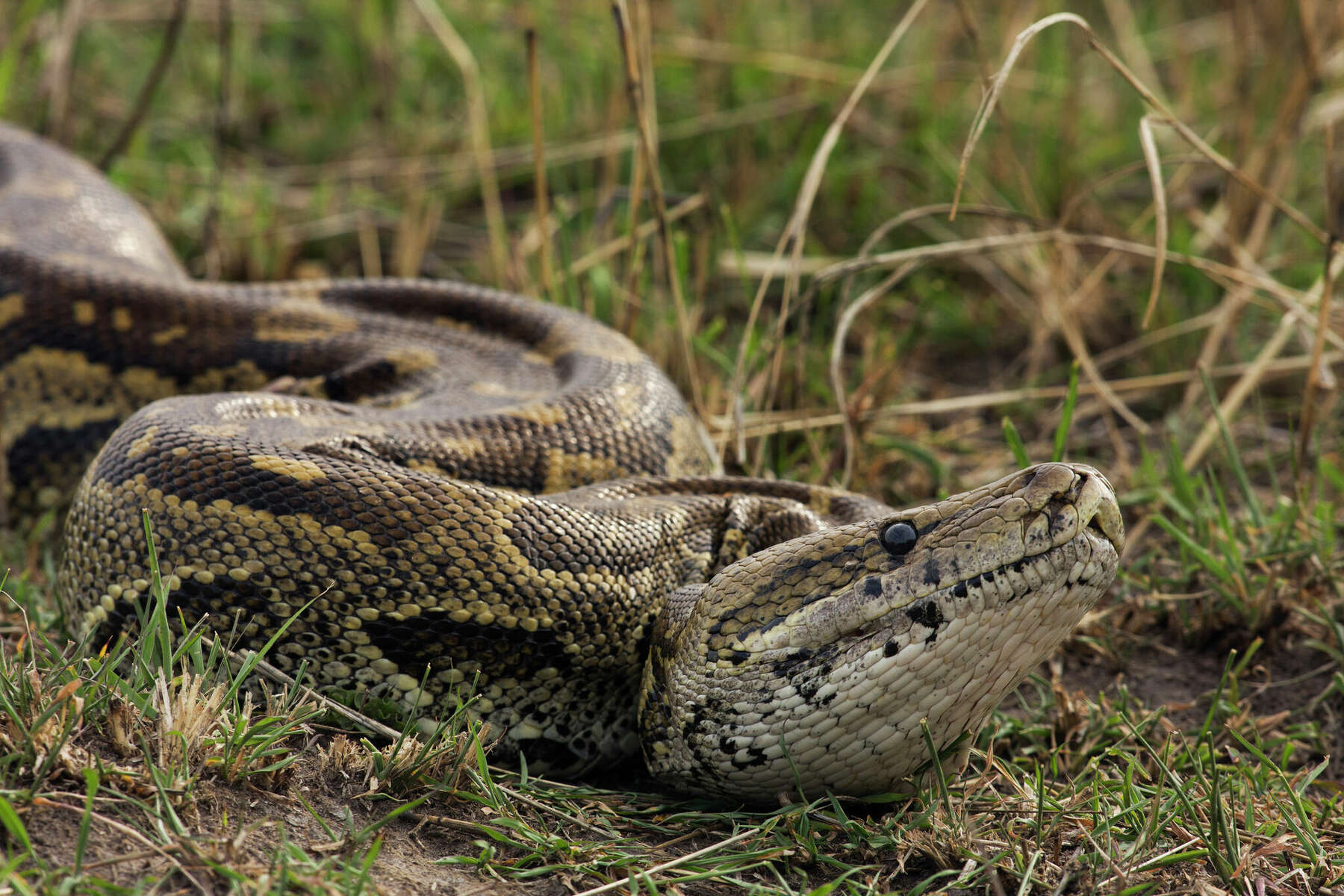 giant burmese pythons attack