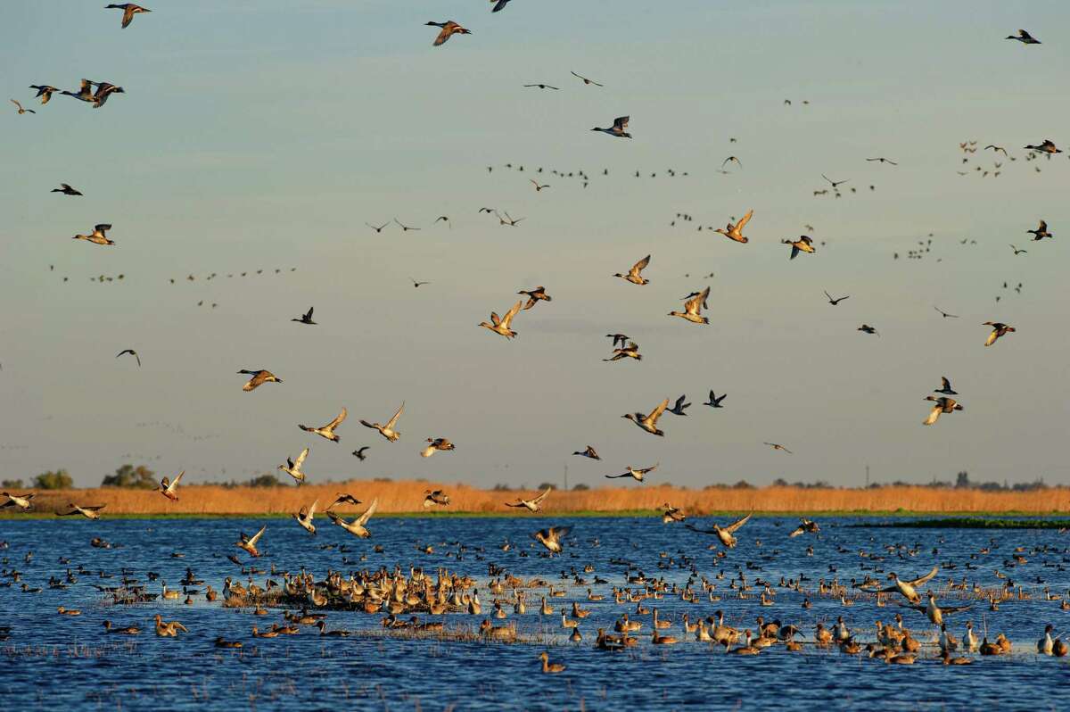 California's drought disrupting the migration patterns of birds. Birds take flight on Saturday, Oct. 22, at the Colusa National Wildlife Refuge in Colusa, Calif.