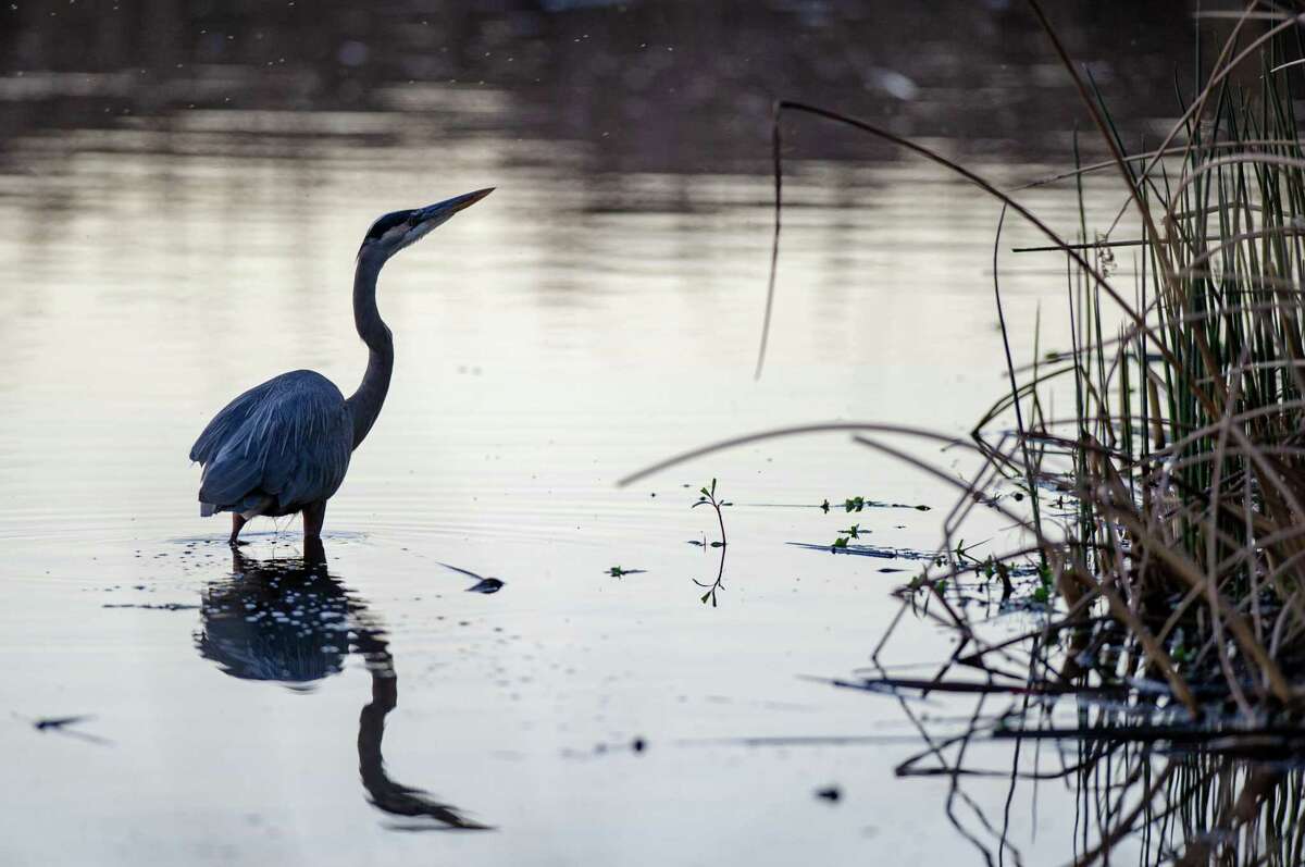 California drought: Migration of millions of birds being upended