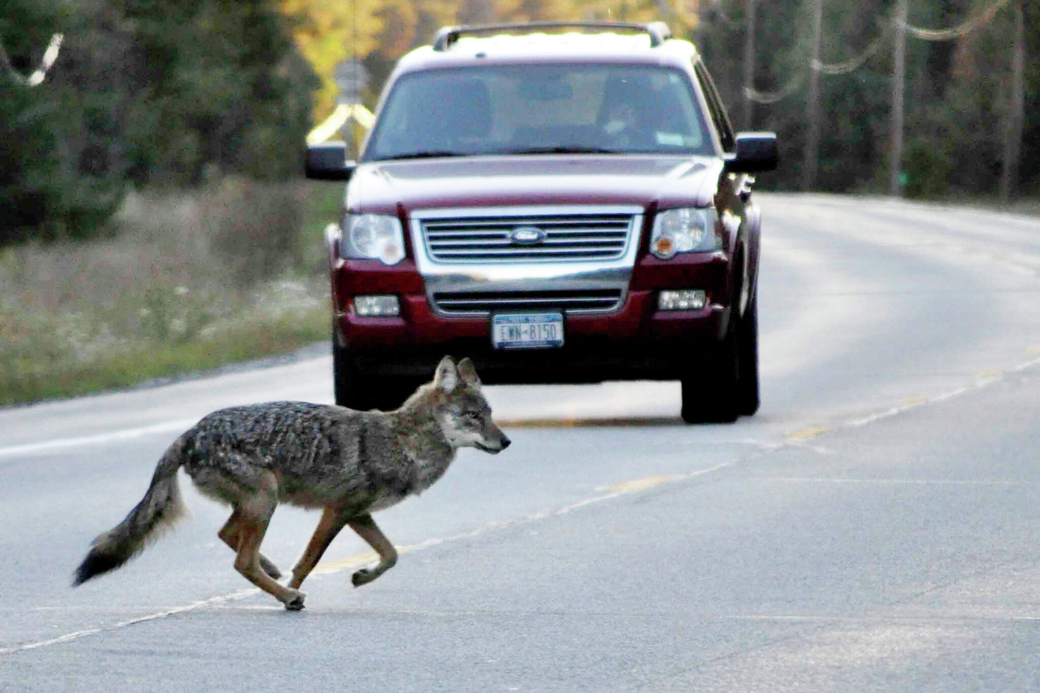 Police: Port Chester officers relocate coyote seen near border