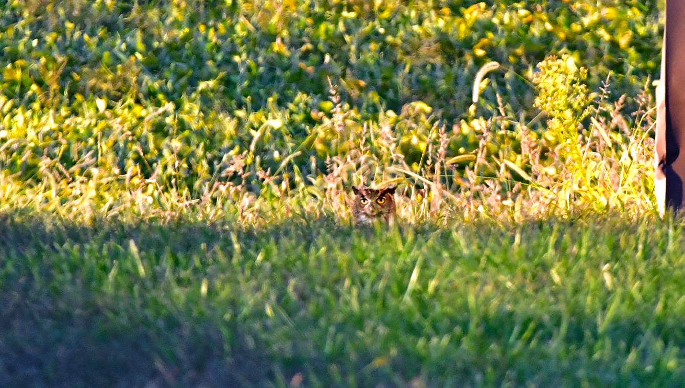 Photo Peek A Whoo Journal Courier