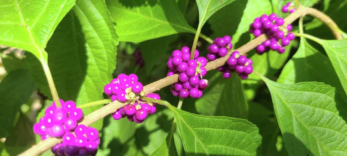 American Beautyberry (Callicarpa americana) is showing off its bright berry clusters in late summer.