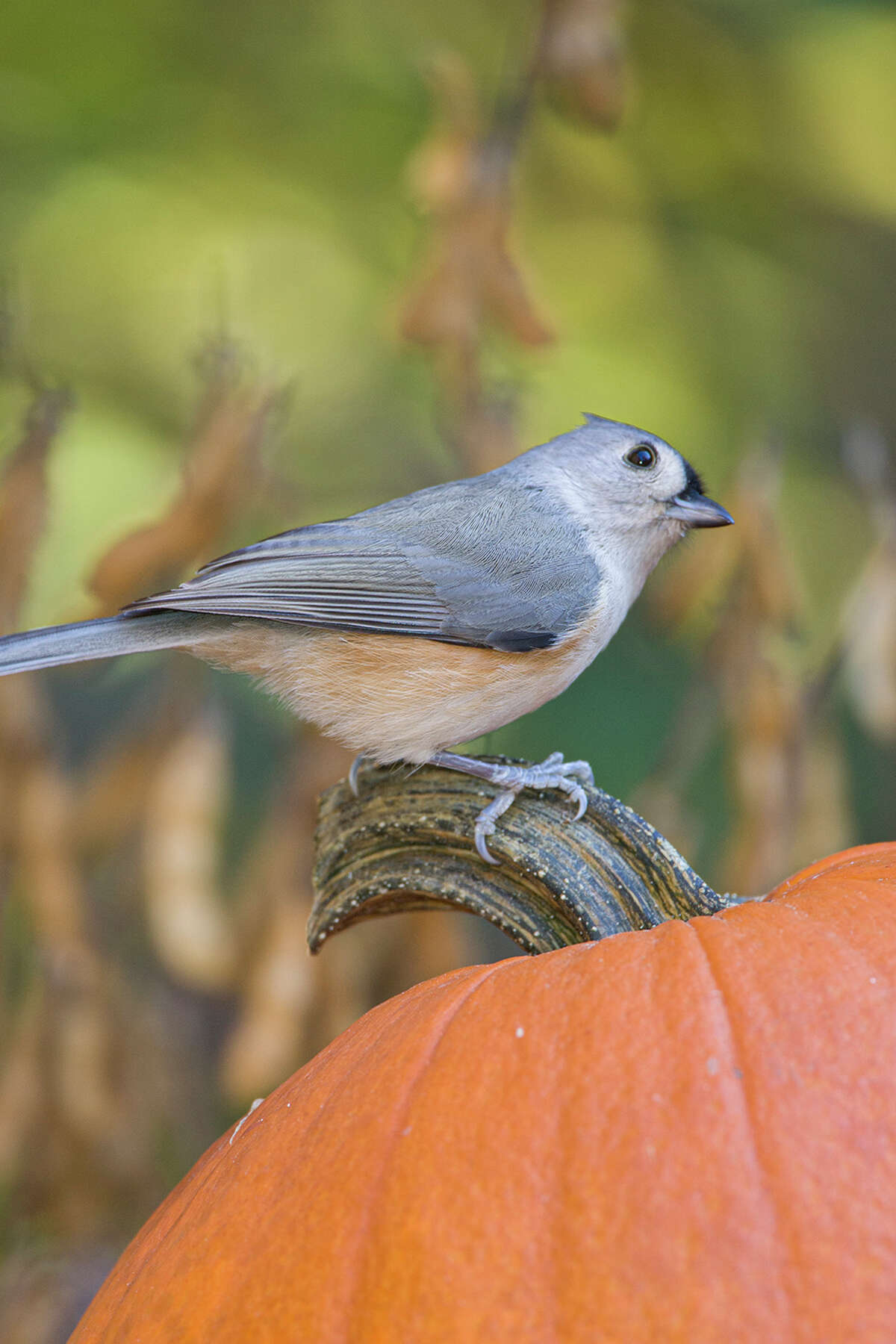 Tufted titmouse. Photo Credit: Kathy Adams Clark. Restricted use.