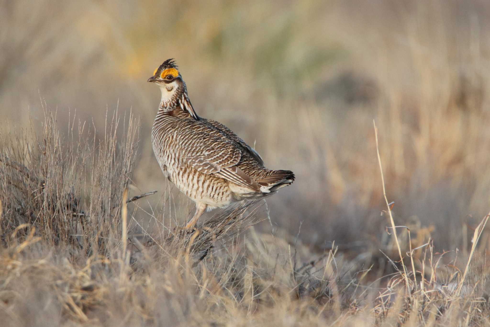 Inside the legal battle over the endangered lesser prairie chicken