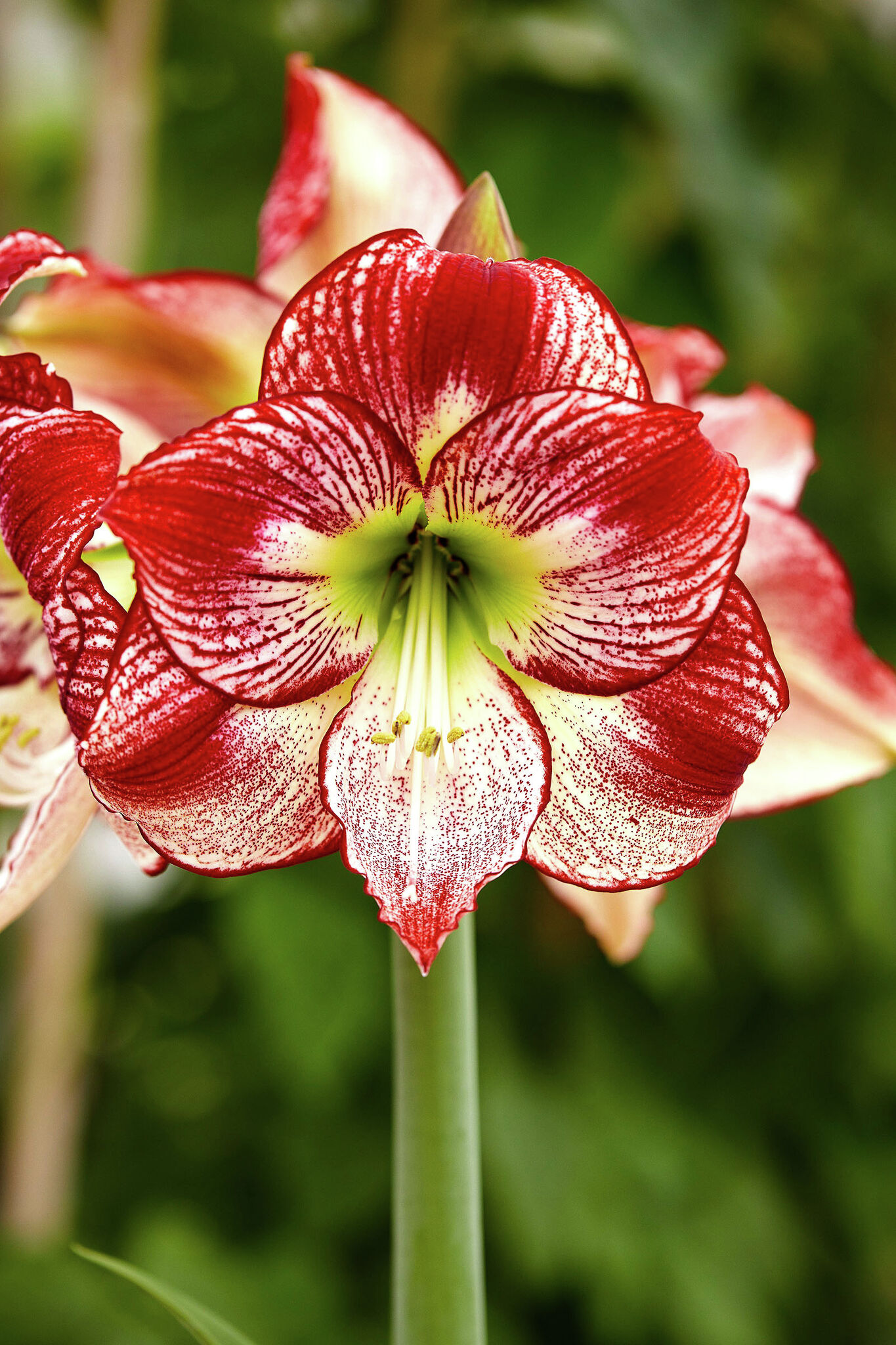 Gardening Go beyond traditional with unique amaryllis varieties Journal-Courier