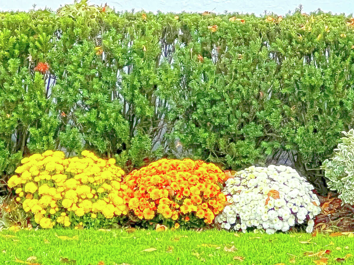Perennial chrysanthemums are planted directly in a garden bed.