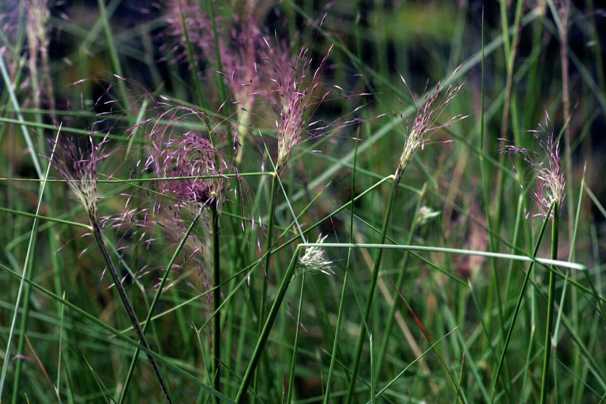 Muhly grass is drought tolerant and should be grown in full sun.