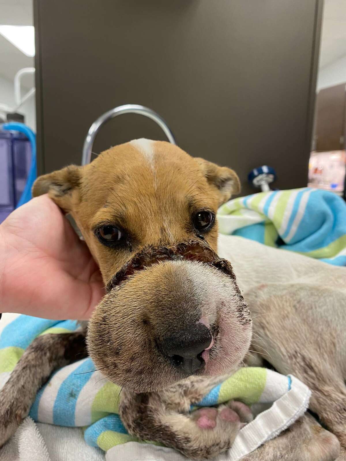 Sharky, a chihuahua mix, was found last week with its snout tied shut. The elastic hair band cut the dog's face down to the bone. The dog underwent surgery at the Houston SPCA on Tuesday, Oct. 25, 2022 and is now recovering, officials said.