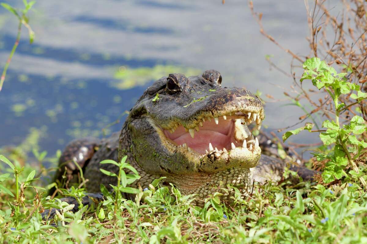 An alligator spotted at Brazos Bend State Park. Today, alligators face new threats of extreme weather and invasive species that may prove to be the last straw for these ancient reptiles.