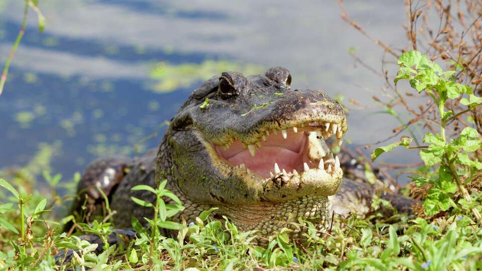 An alligator spotted at Brazos Bend State Park. Today, alligators face new threats of extreme weather and invasive species that may prove to be the last straw for these ancient reptiles.