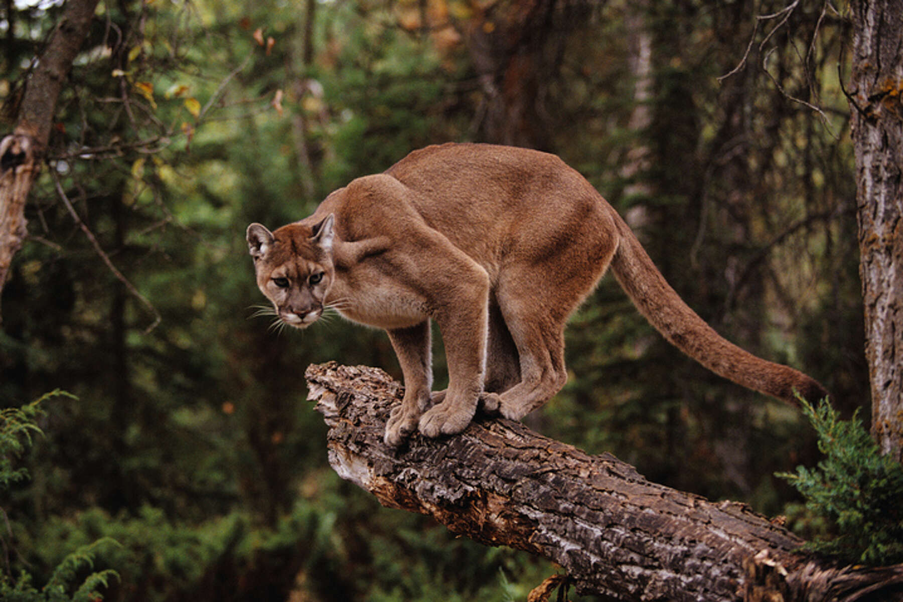 Mountain lion moves from Cass into Springfield area | Journal-Courier