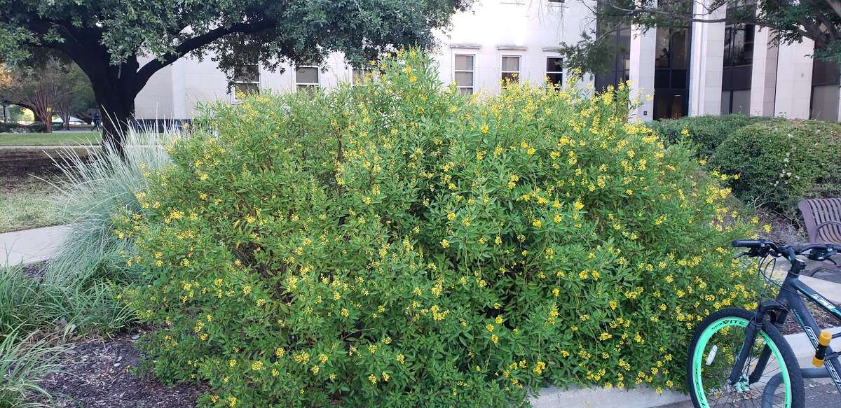 Thryallis is evergreen in its native region of central America but does drop its leaves in a hard Texas winter