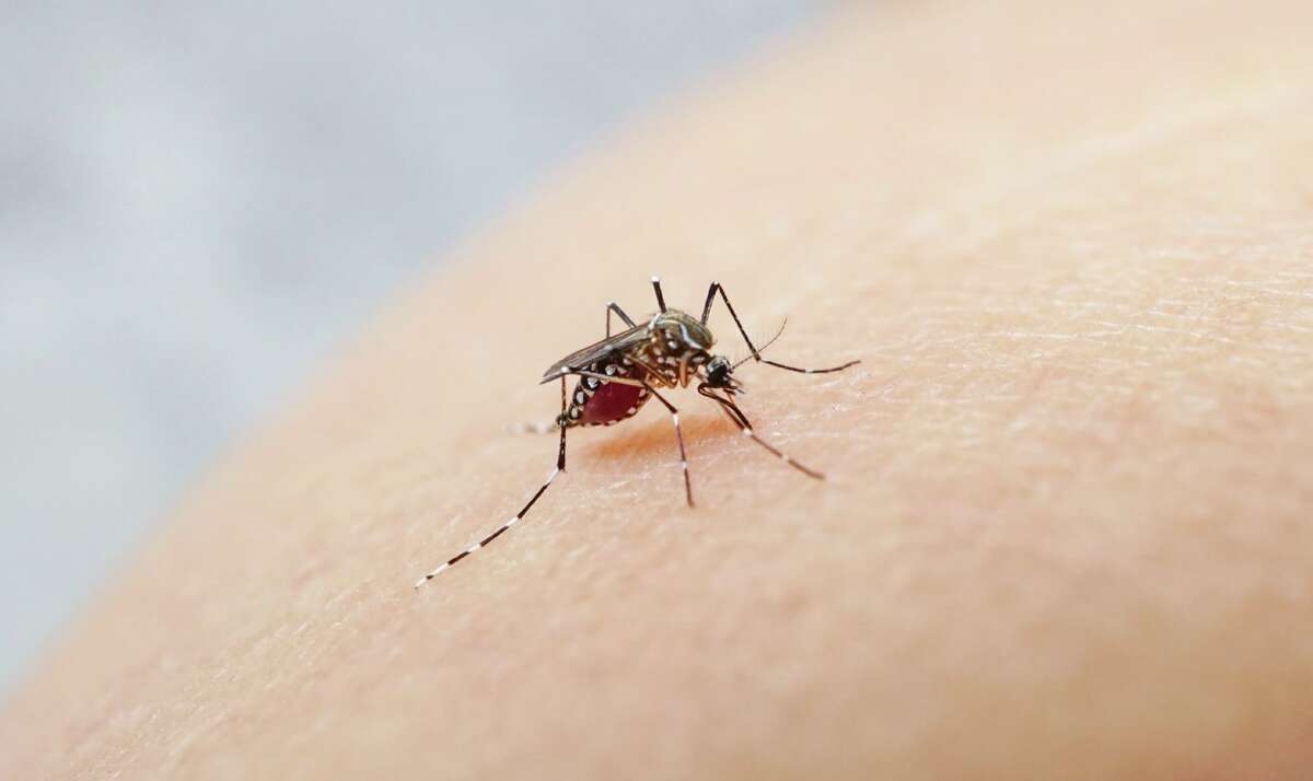 An invasive Aedes aegypti mosquito. 
