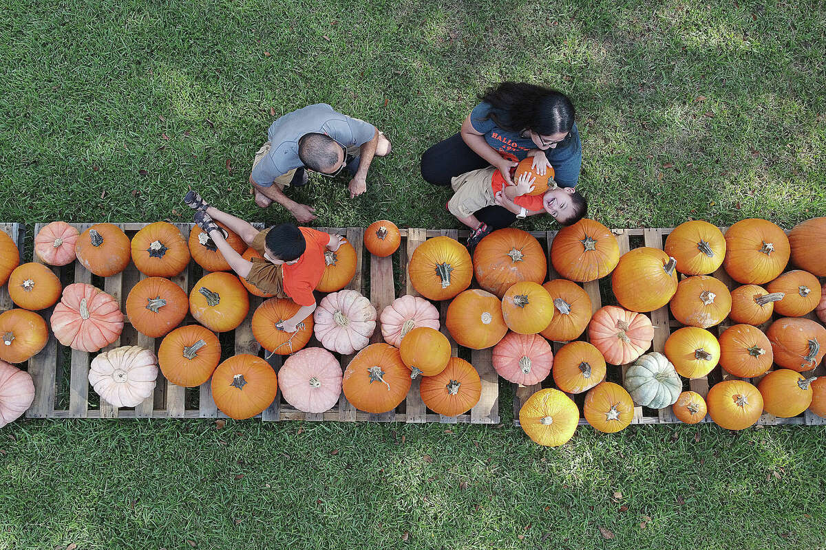 City of Houston collecting Halloween pumpkins for composting