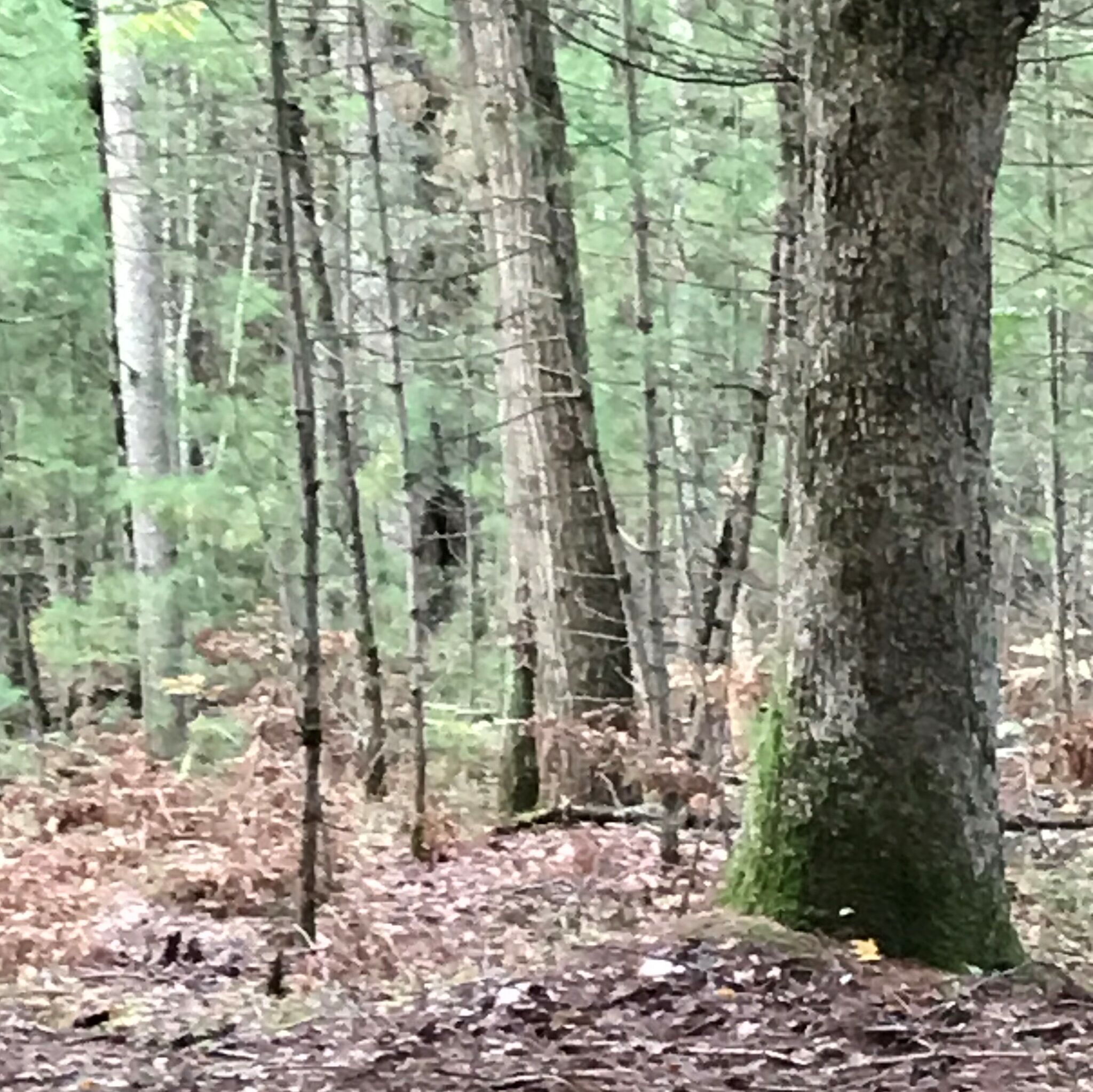 Creature resembling Bigfoot caught on camera walking across