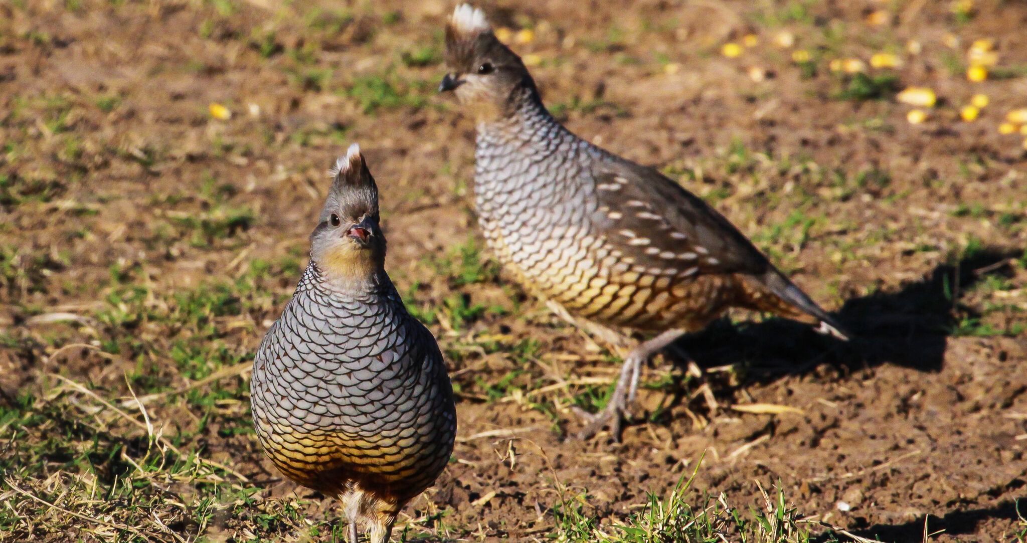 Texas quail hunting forecast: South Texas, Rolling Plains, Trans-Pecos