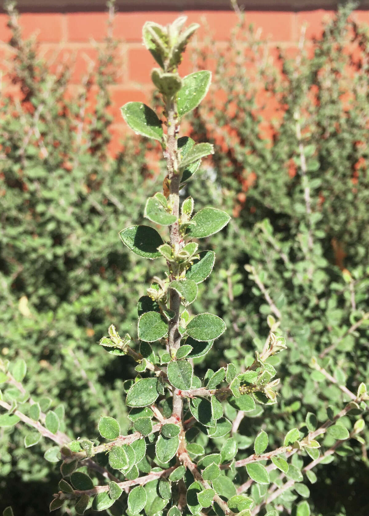 Gray cotoneaster is covered with aphids.
