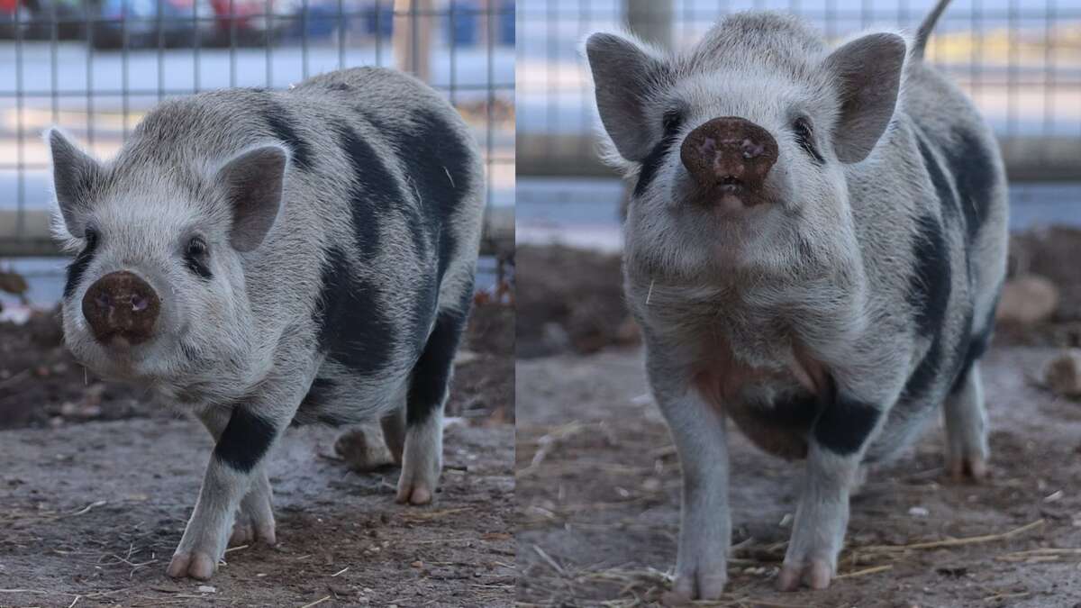 San Antonio ACS adds pig to list of 'unusual' rescues