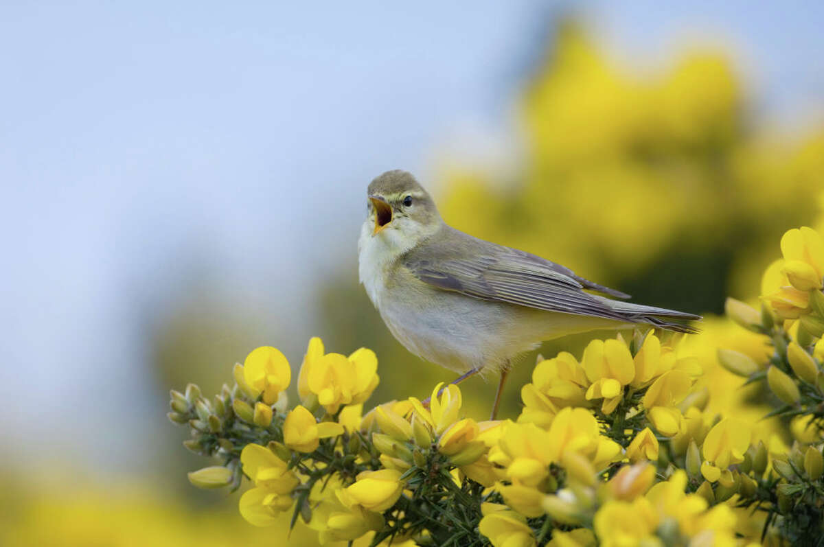 A willow warbler was reportedly spotted in Marin County on Oct. 18.