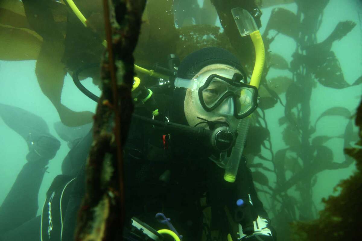 布赖恩·谷口(Brian Taniguchi)于2022年10月27日星期四在加利福尼亚州蒙特雷的油轮礁上穿过海带森林。谷口是巨型海带恢复项目的志愿者，该项目训练潜水员用锤子剔除海胆，以防止它们吃掉海带森林。