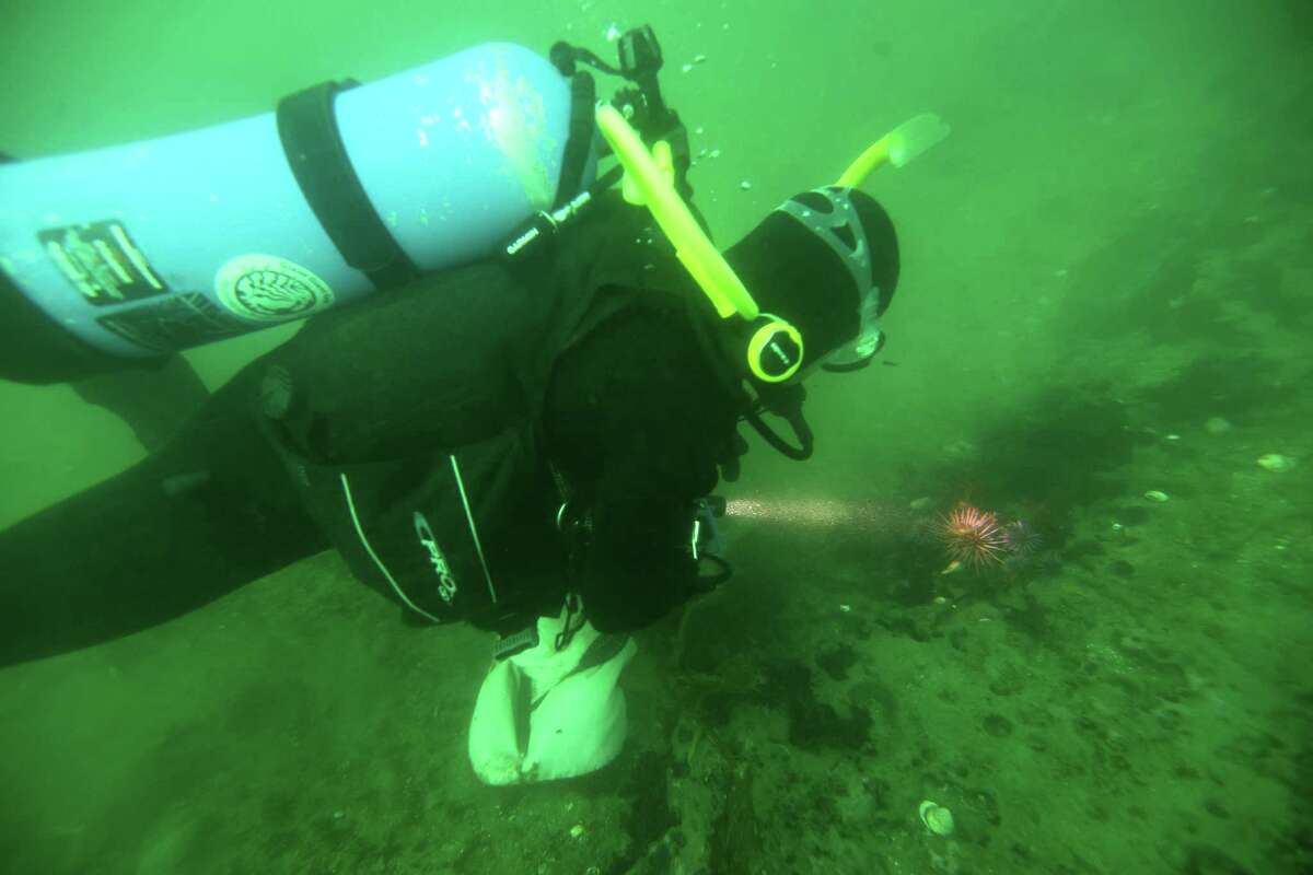 Brian Taniguchi, a Giant Giant Kelp Restoration project volunteer in Monterey, shines a light on an urchin. Taniguchi will use a hammer to cull the urchins to protect the kelp forest.