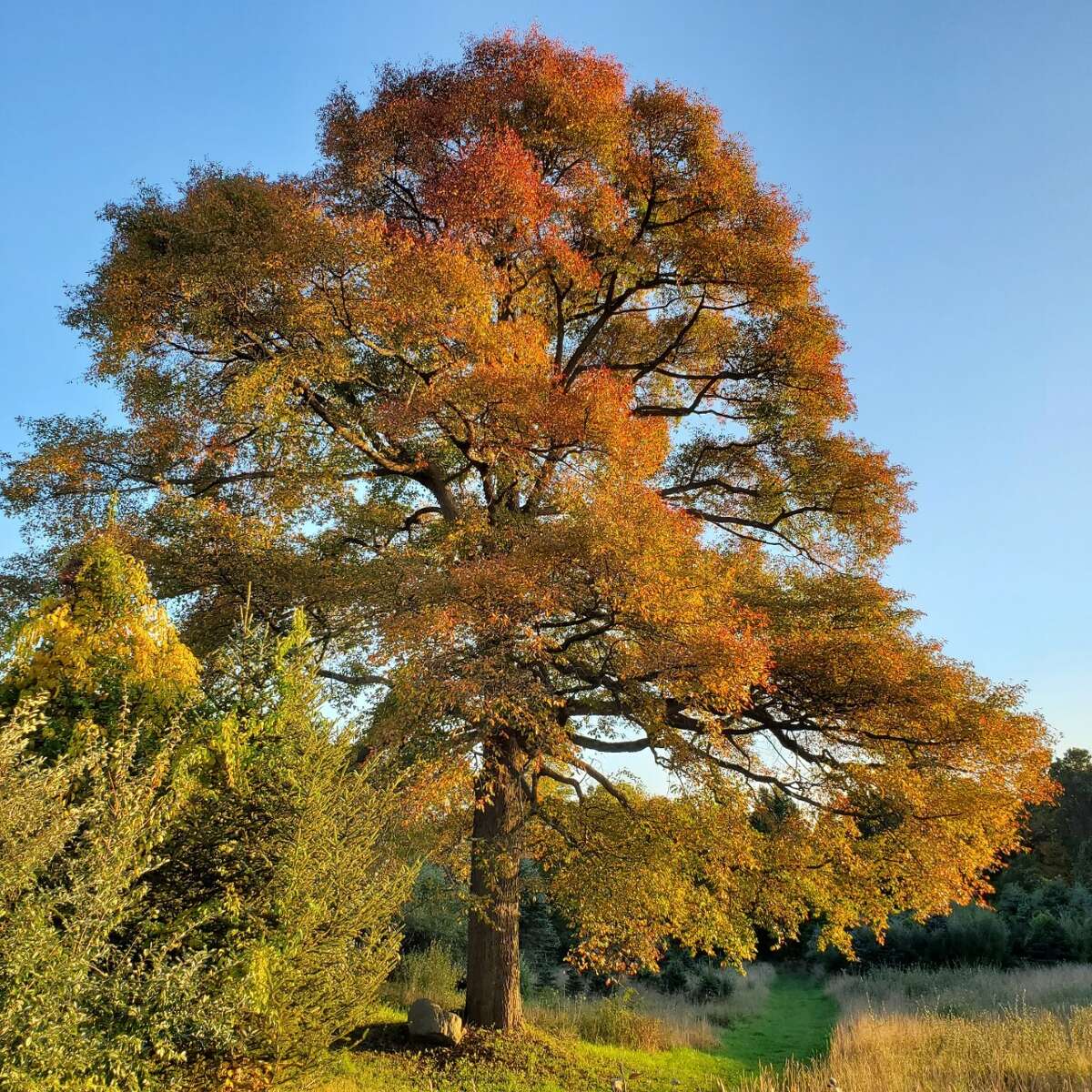 This black tupelo tree, which sits on 25 acres of open space owned by the Wells Family, is now officially listed with the Connecticut Notable Trees Project. It is the third largest black tupelo in Connecticut.