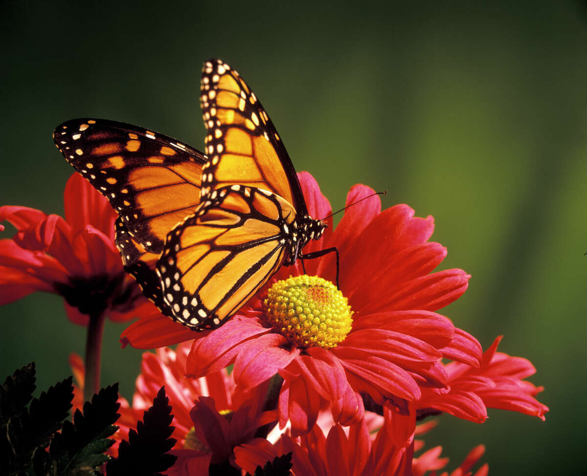 When replacing cold-senstive plants such as zinnia, look for other nectar sources for monarch butterflies.