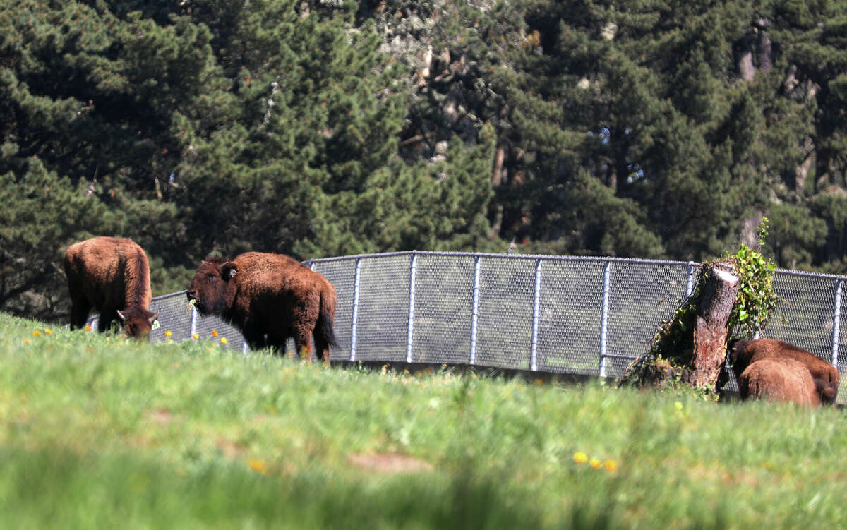 Five new bison were introduced to the herd at the buffalo paddock at Golden Gate Park on March 3, 2020, in San Francisco, California.