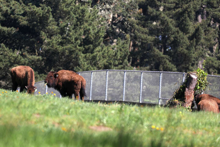 13 fascinating things to know about Golden Gate Park