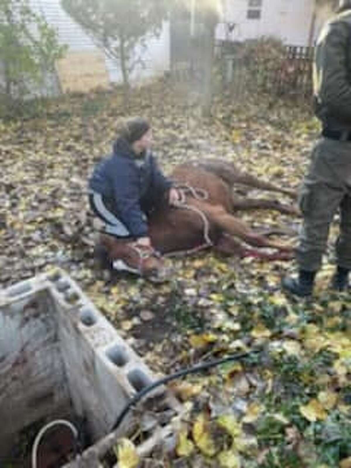 A veterinarian checks out a horse on Oct. 27 in Manistee County after it was rescued from a well pit.