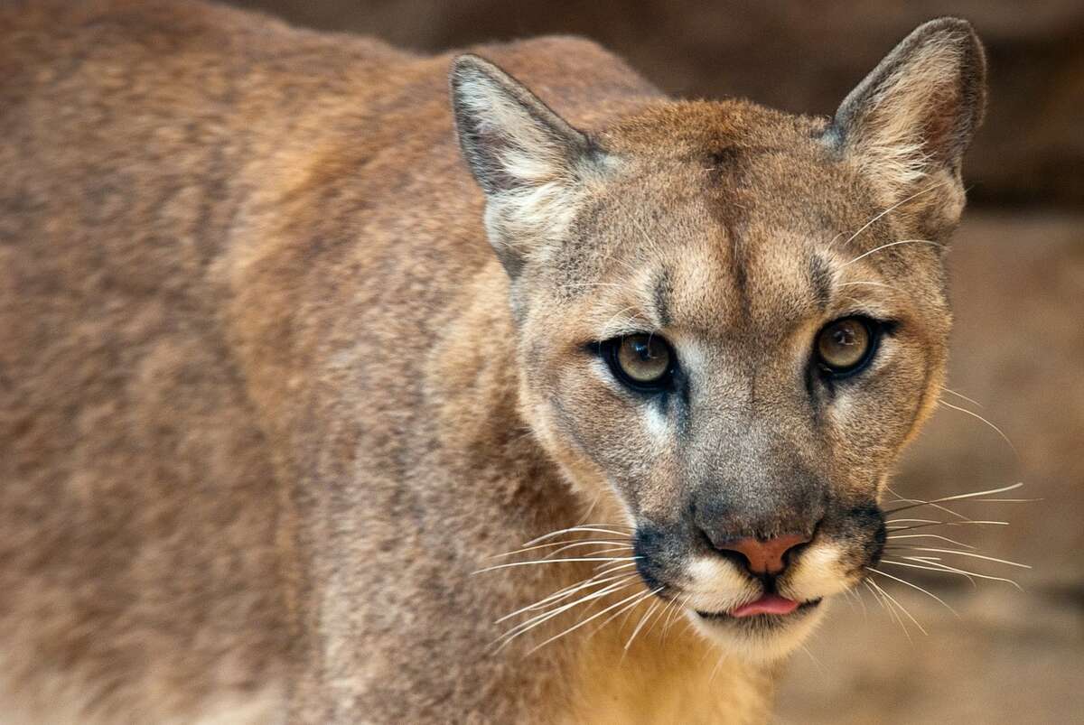 Houston Zoo mourns death of beloved 13-year-old cougar Haley