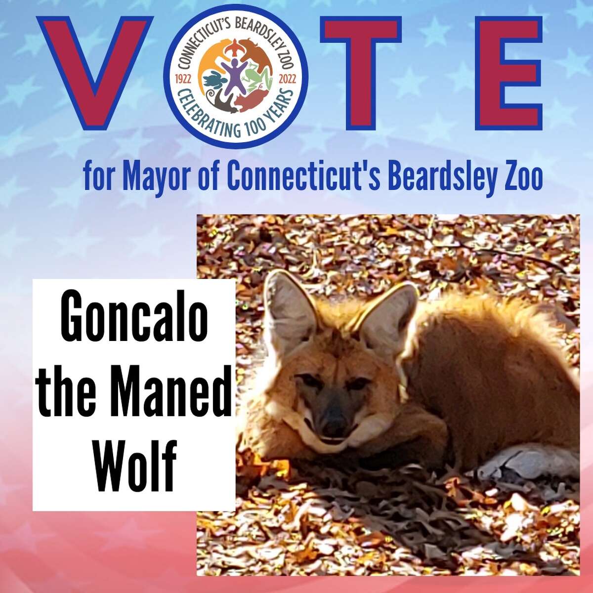 CT's Beardsley Zoo hosts animal 'election' as a fundraising event