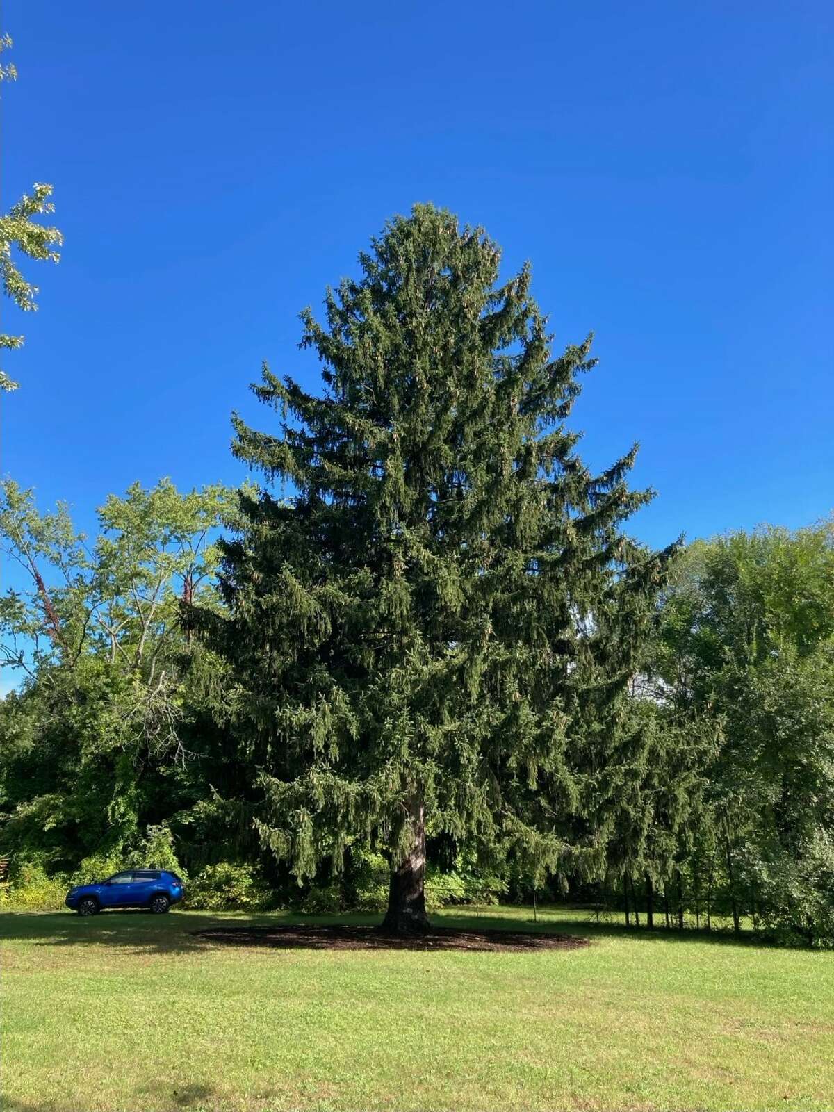 The 2022 Rockefeller Center Christmas Tree is a 82-foot spruce currently in Queensbury and will be donated by the Lebowitz family of Glens Falls. (Provided by Tishman Speyer)