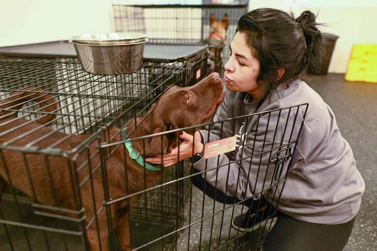 Amanda Guerrero, area general manager for Dogtopia, comforts a dog at the dog day care.